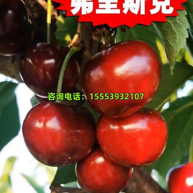 九游9游-未来之星：关注潜力股的成长轨迹的简单介绍