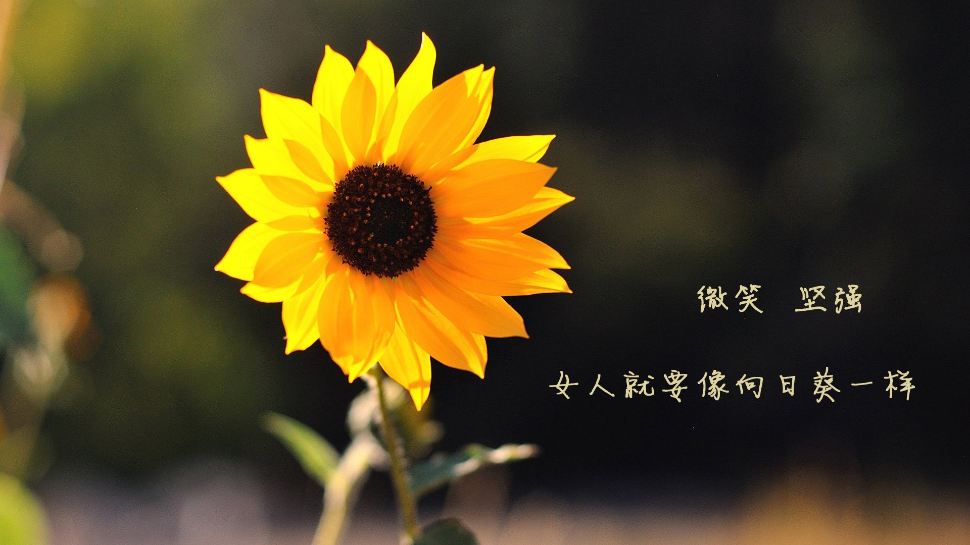 字母哥爆砍四十分雄鹿轻取热火，字母哥因伤早退雄鹿惨败 老鹰主场过关扳成2-2