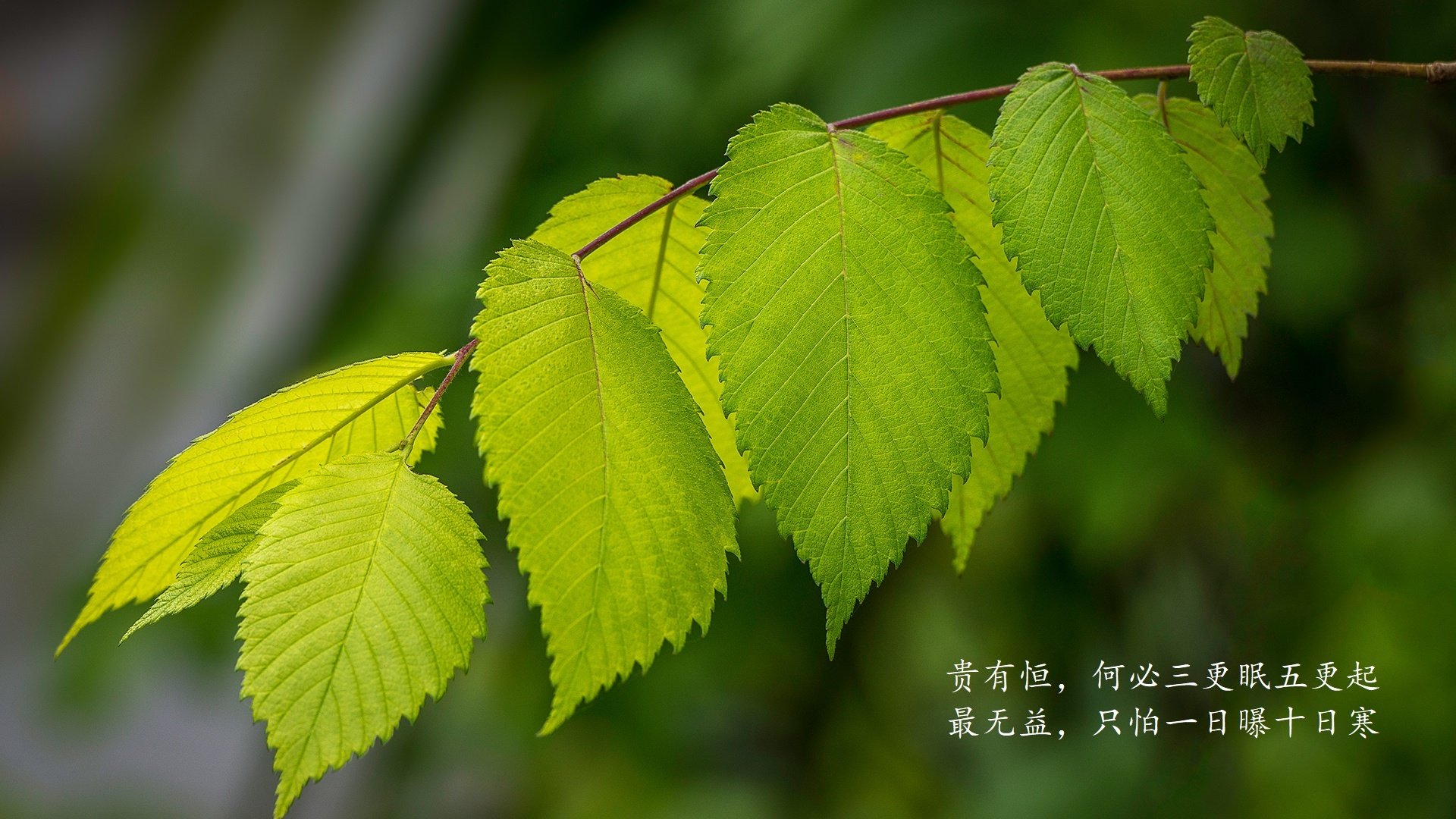 欧战赛场五大联赛球队整体表现解析，五大联赛欧战积分规则